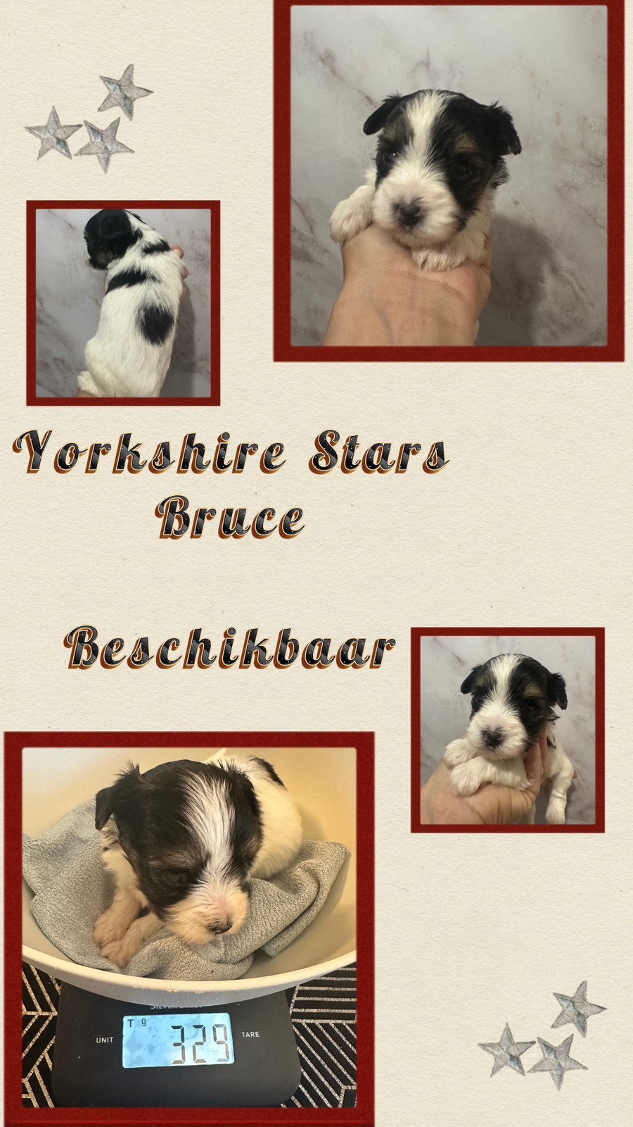 Biewer reutjes beschikbaar voor reservering, Dieren en Toebehoren, Honden | Jack Russells en Terriërs, Yorkshire Terriër, Reu