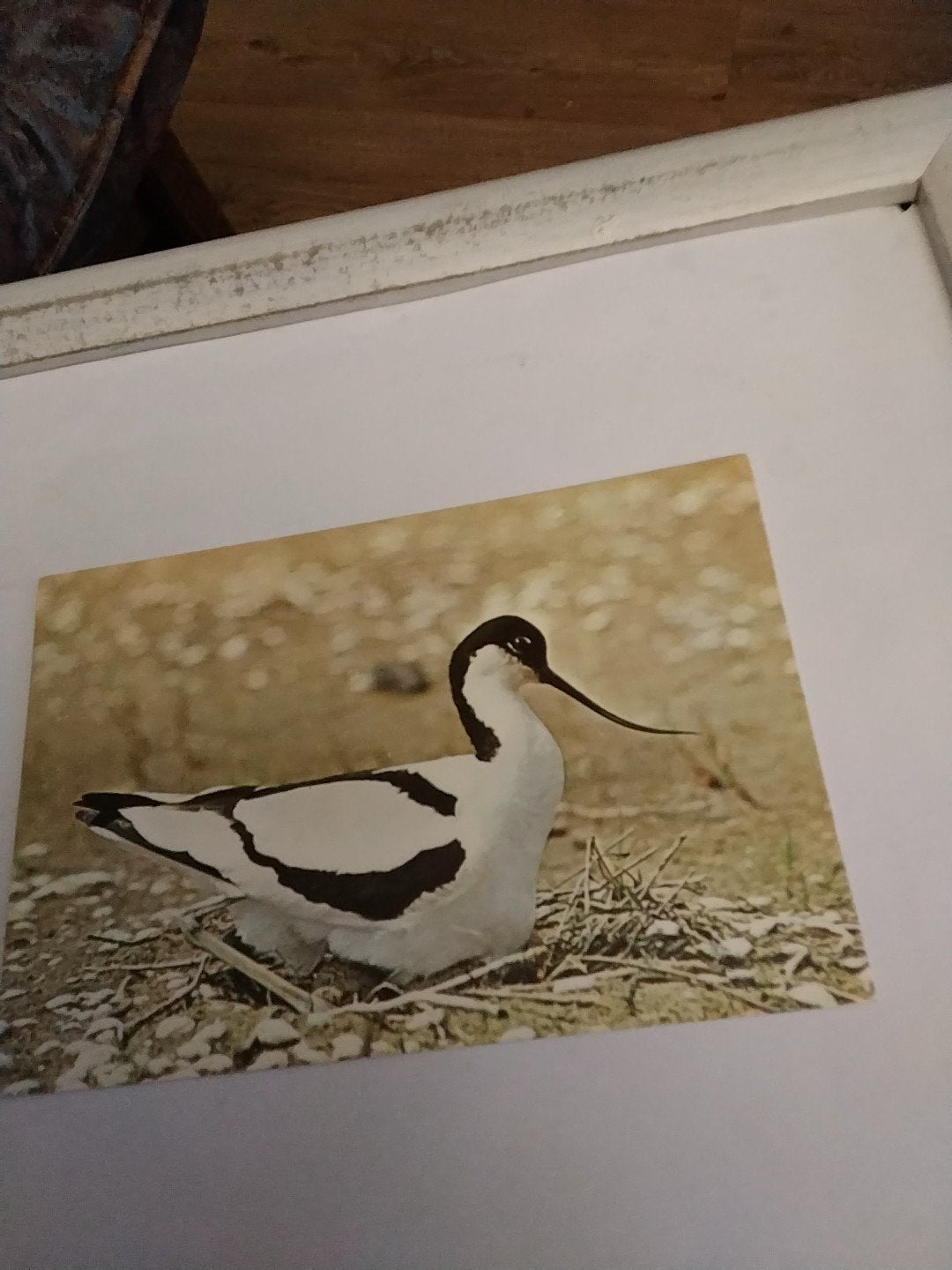 Oude ansichtkaart: Kluut op nest, 1980 tot heden, Verzamelen, Ophalen of Verzenden, 1980 tot heden, Ongelopen
