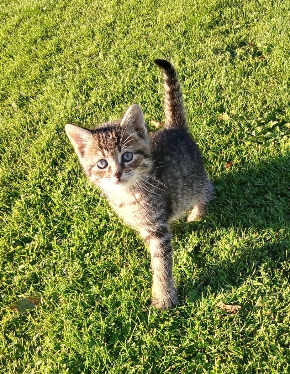 Lieve mooie aaibare  kittens, Dieren en Toebehoren, Meerdere dieren, Kortharig, 0 tot 2 jaar