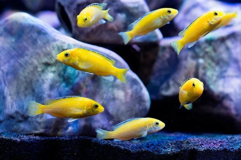 9x labidochromis caeruleus yellow, Dieren en Toebehoren, Vissen | Aquariumvissen, Vis, Zoetwatervis, Schoolvis