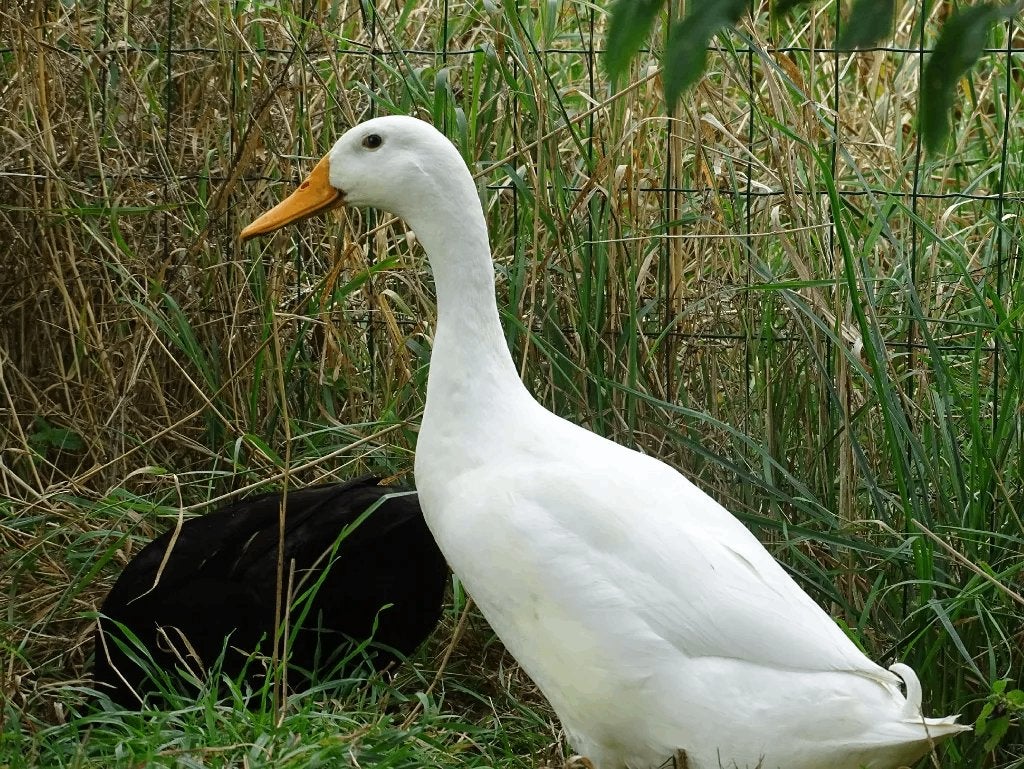 loopeend woerden(mannetjes), Dieren en Toebehoren, Mannelijk, Eend