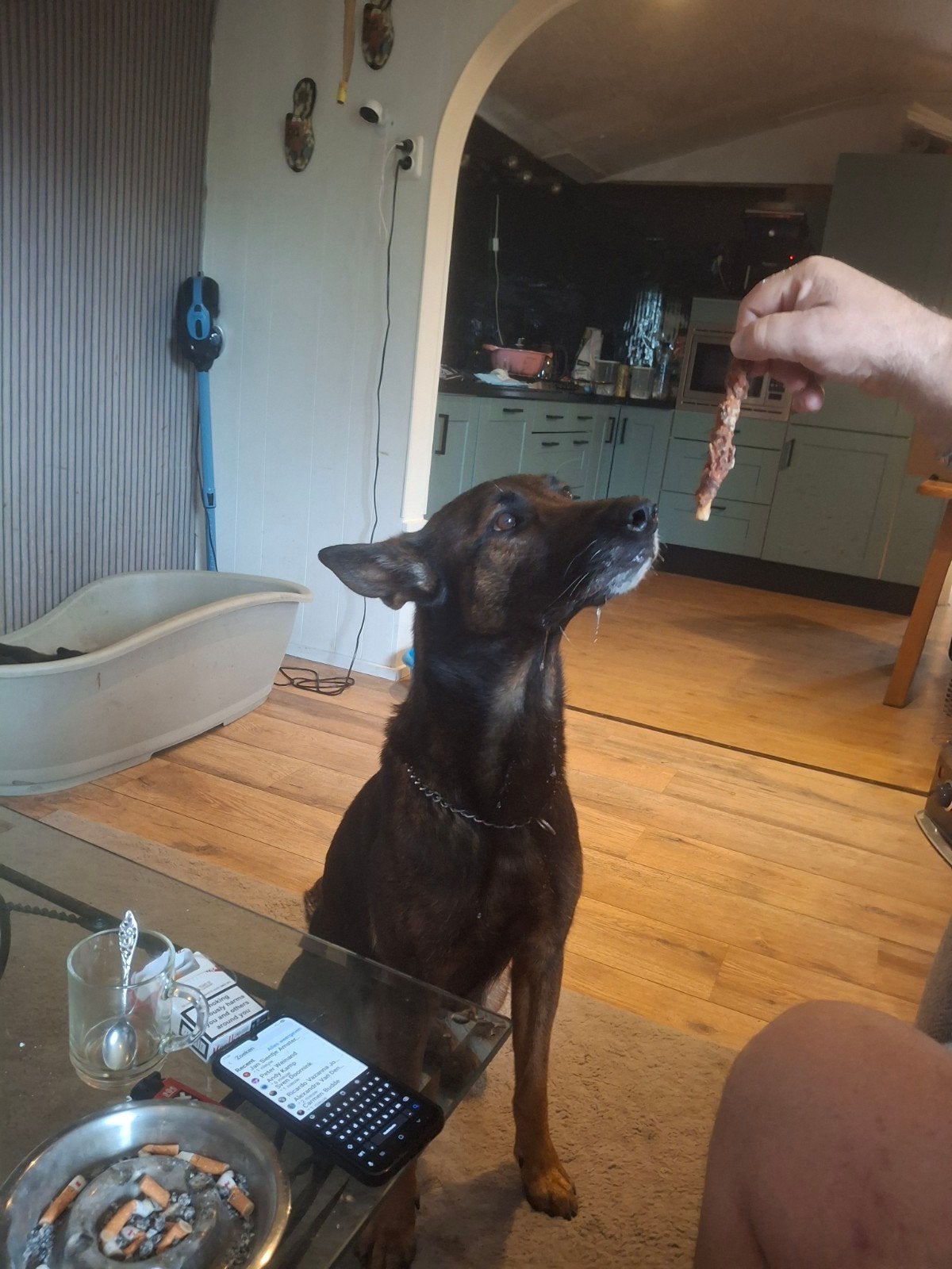 Mechelse herder hond, Teef, Eén hond, 3 tot 5 jaar, Herder