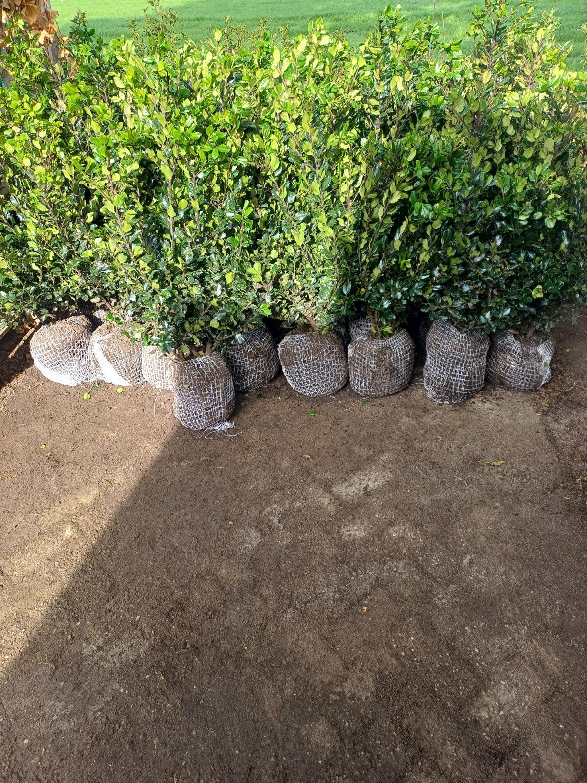 Ilex blue prince hulst, Ophalen, Hulst, Haag, Minder dan 100 cm