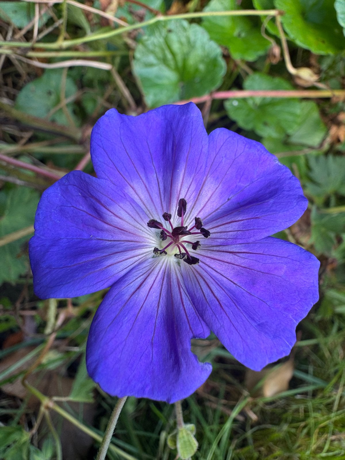 Voordeel - honderden Geranium, Shaduwkruid en Bodembedekkers, Tuin en Terras, Bodembedekkers, Vaste plant, Ophalen of Verzenden