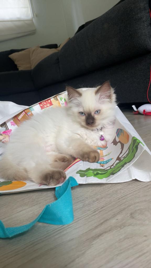 Ragdoll kitten, Dieren en Toebehoren, Katten en Kittens | Overige Katten, Kater