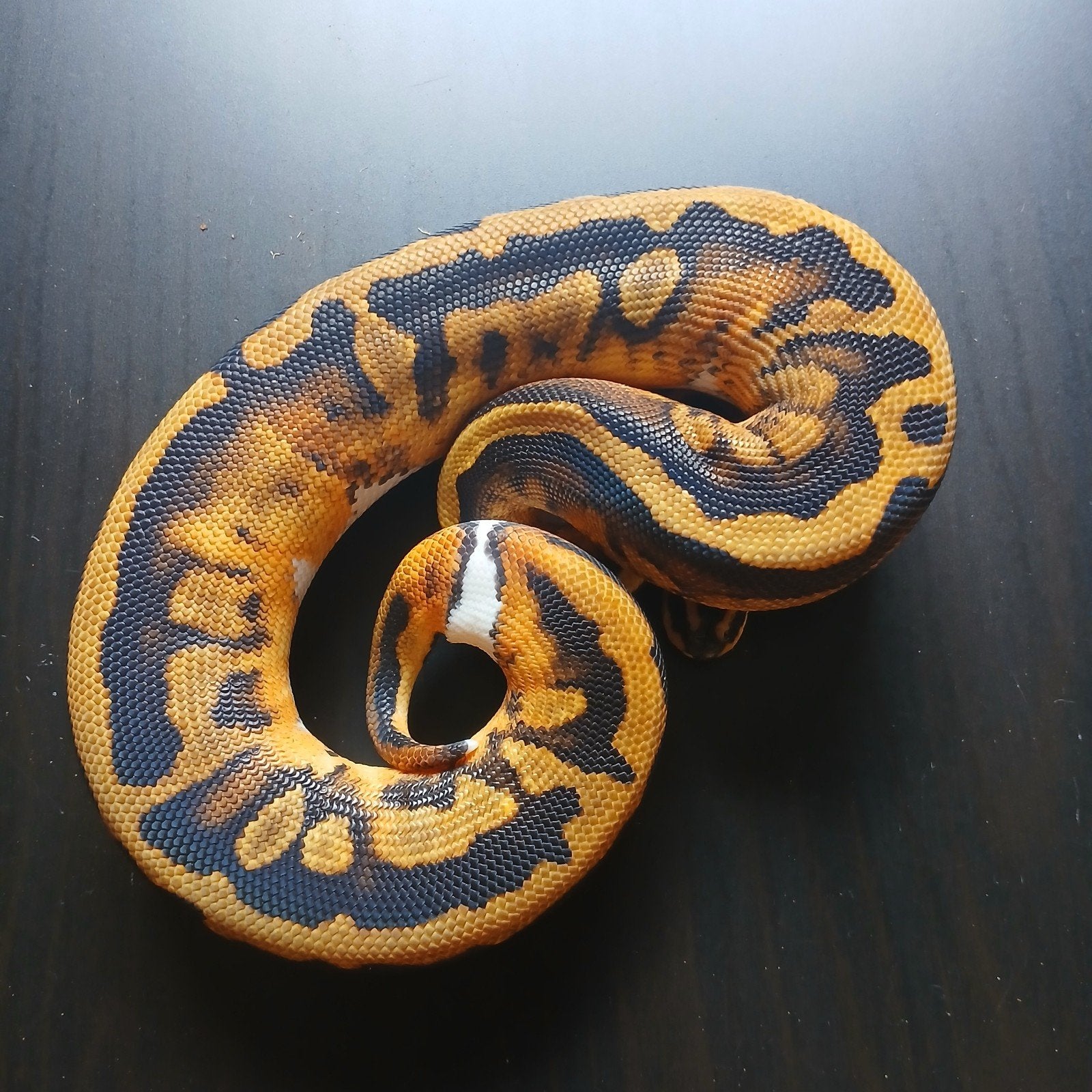 1.0 Piebald Ball Python (Python regius), Dieren en Toebehoren, Slang, 0 tot 2 jaar