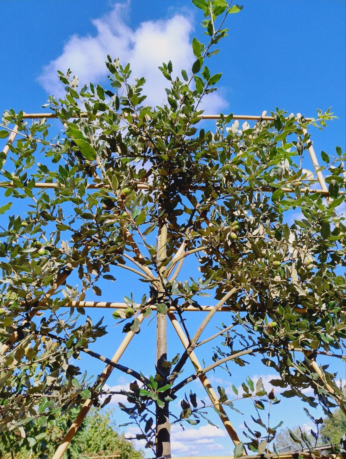 Foto 2 van Steeneik leiboom | Quercus Ilex | Groenblijvend