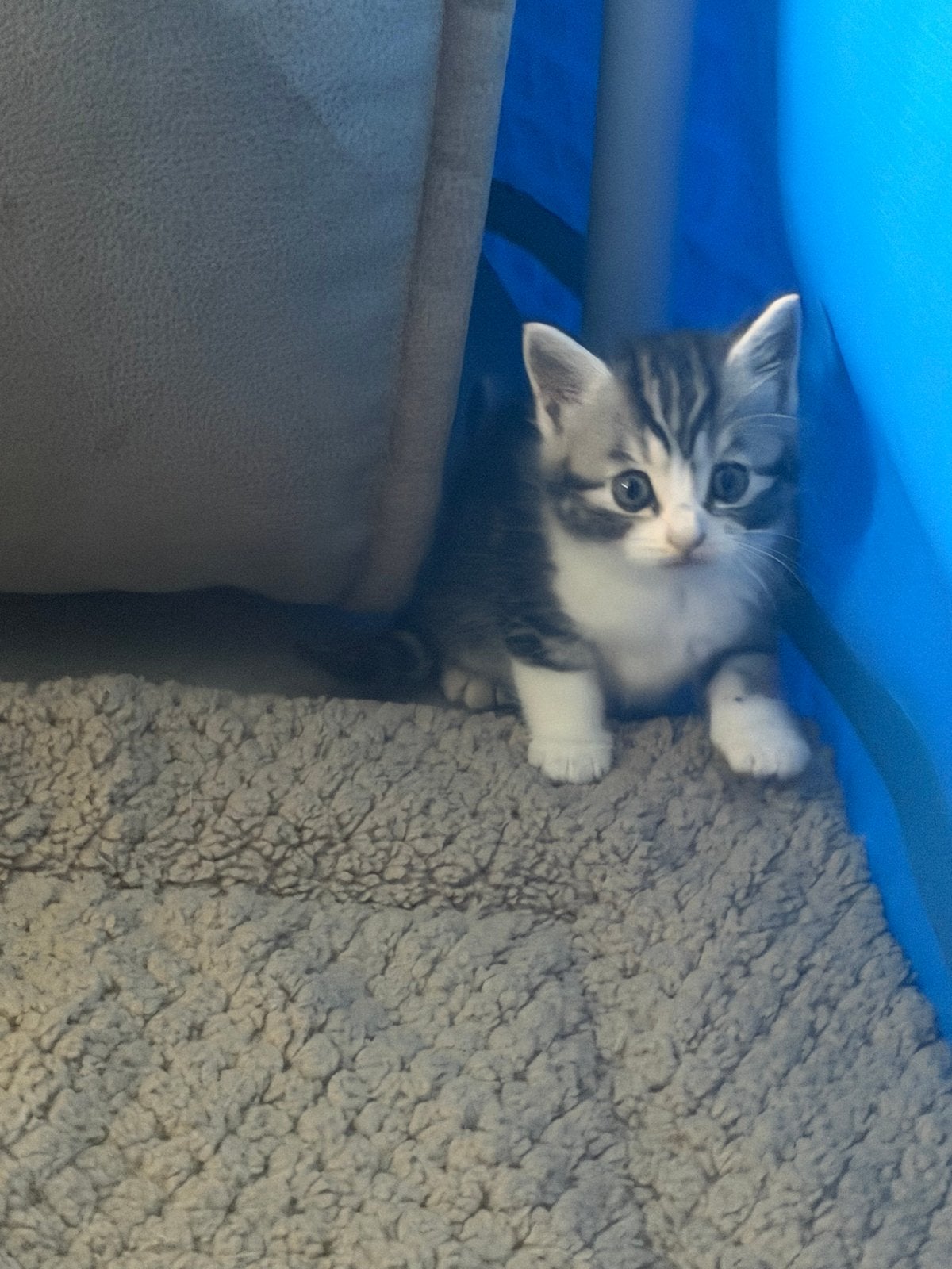 Kruising britse korthaar kittens te koop., Meerdere dieren, Kortharig, 0 tot 2 jaar