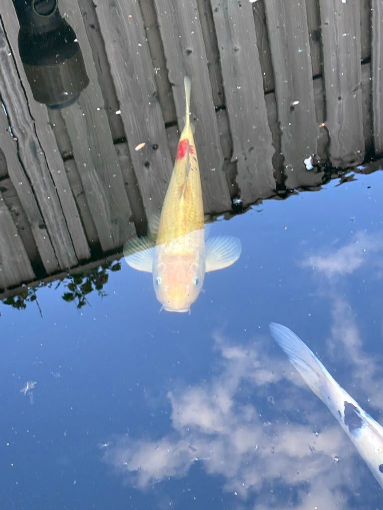 Witte koi met beetje rood/zwart, Karper of Koi