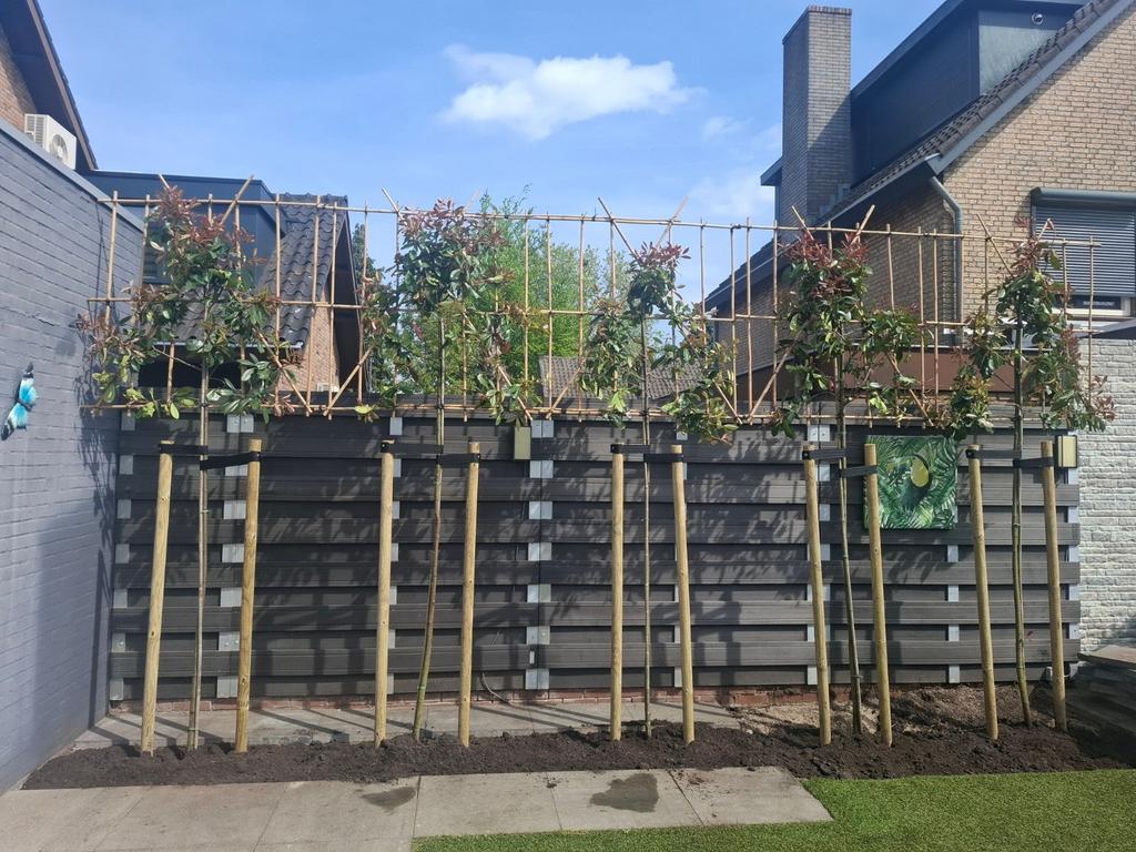 Leibomen ACTIE! Lei Glansmispel - Photinia fraseri Red Robin, Ophalen of Verzenden, Volle zon, Overige soorten