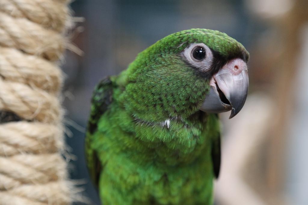 Lief | Jonge Baby Jardine Papegaai | Getest | Handtam, Dieren en Toebehoren, Meerdere dieren, Papegaai, Pratend