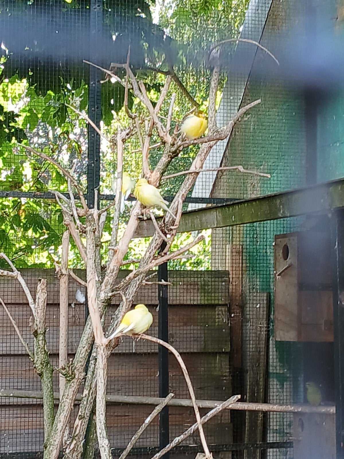 Kanaries, Dieren en Toebehoren, Vogels | Kanaries, Meerdere dieren