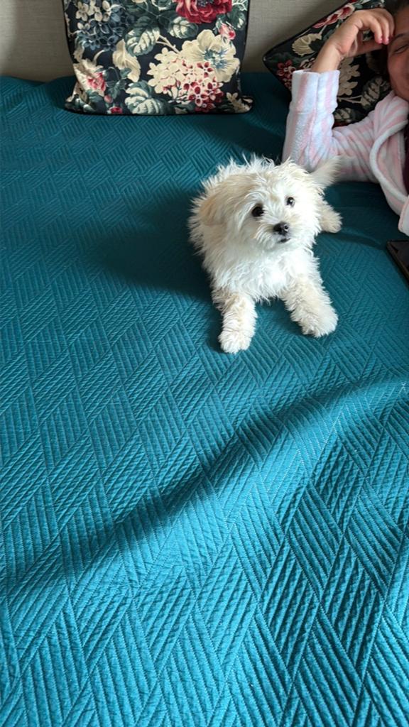 Maltezer puppy, Dieren en Toebehoren, Honden | Chihuahua's en Gezelschapshonden, Maltezer, Particulier, HCC (leverziekte), 8 tot 15 weken