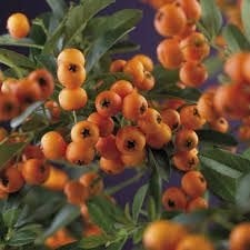 Mooie Pyracantha 'Golden Charmer' (Vuurdoorn) in pot!, Ophalen, Overige soorten, Minder dan 100 cm
