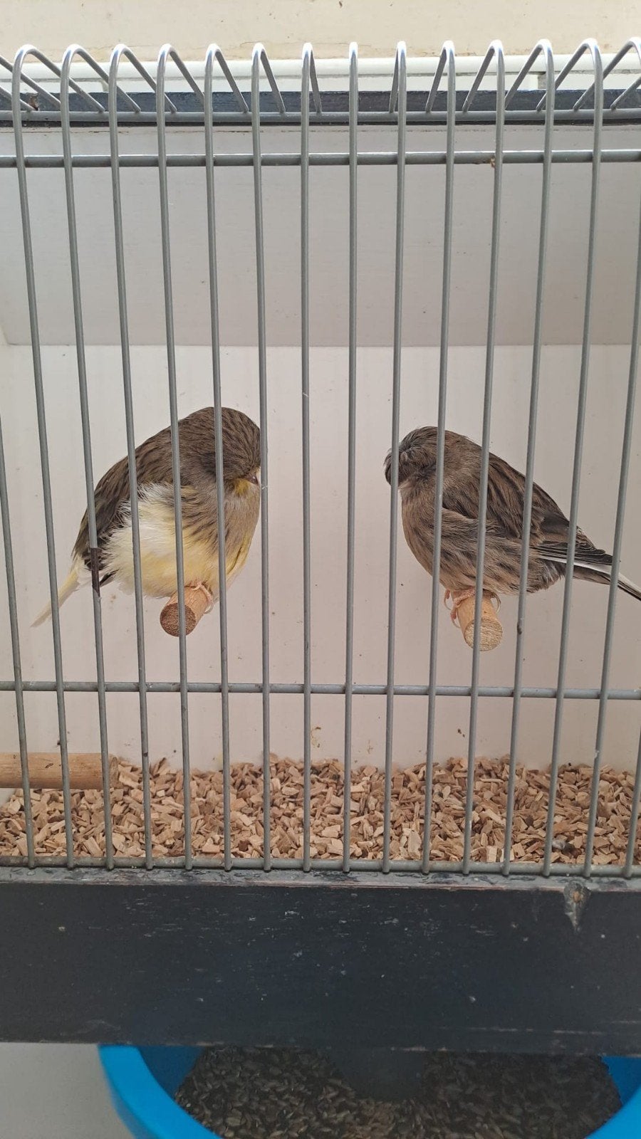 div koppel glosters, Meerdere dieren, Postuurkanarie