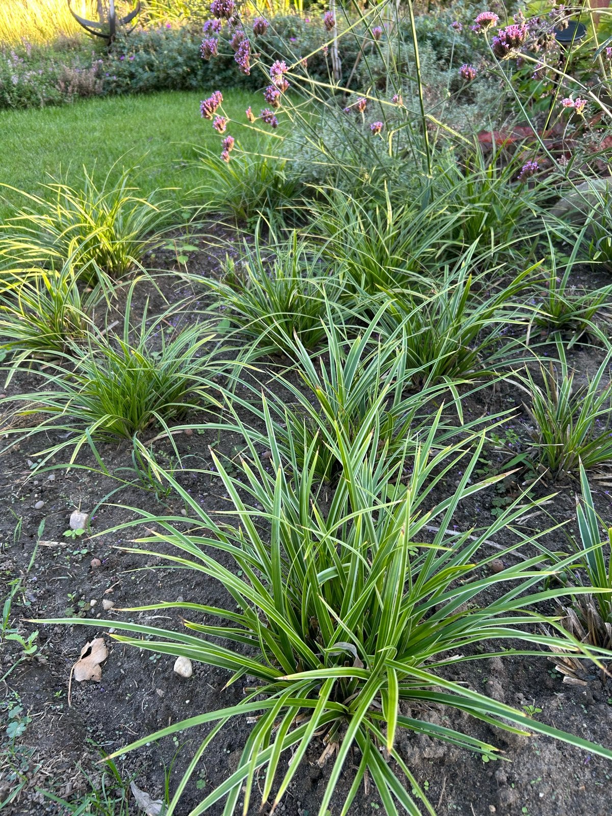 Japanse zegge (Carex morrowii) 15-20 stuks, Ophalen, Vaste plant, Siergrassen, Bloeit niet