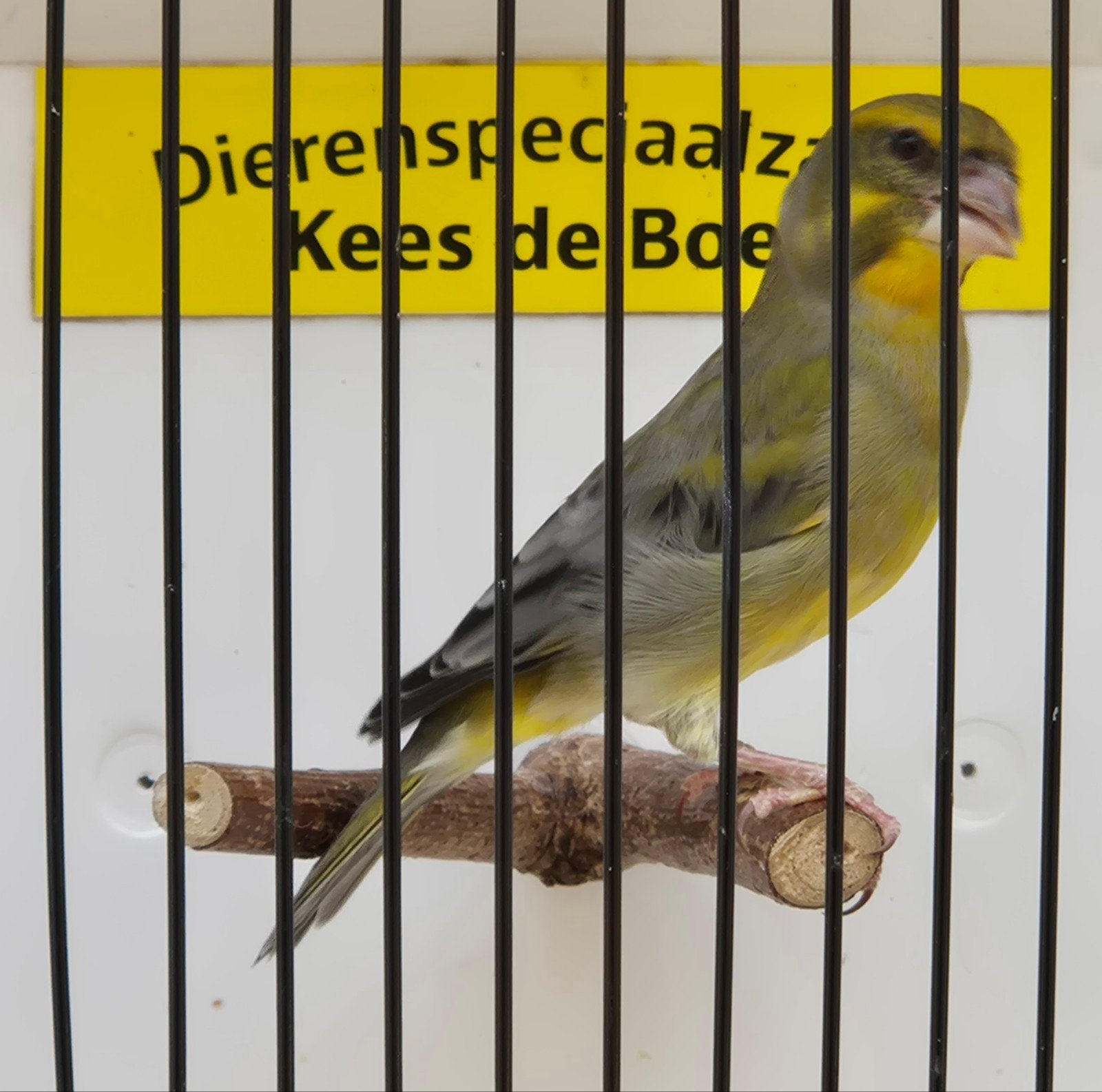 bastaard dikbekcini