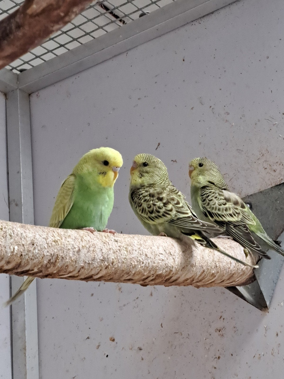 Jonge grasparkieten eten zelfstandig leuk om tam te maken, Meerdere dieren, Parkiet, Tam