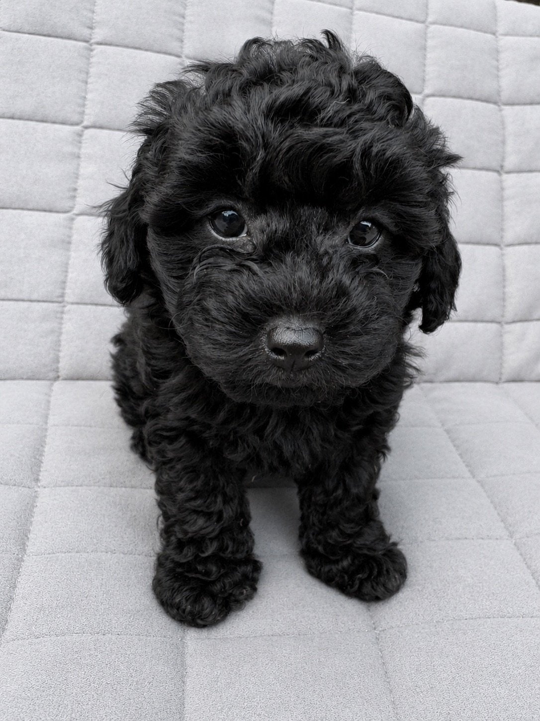 Kleine lieve Maltipoo puppys️, Parvo, Maltezer, 8 tot 15 weken, Meerdere