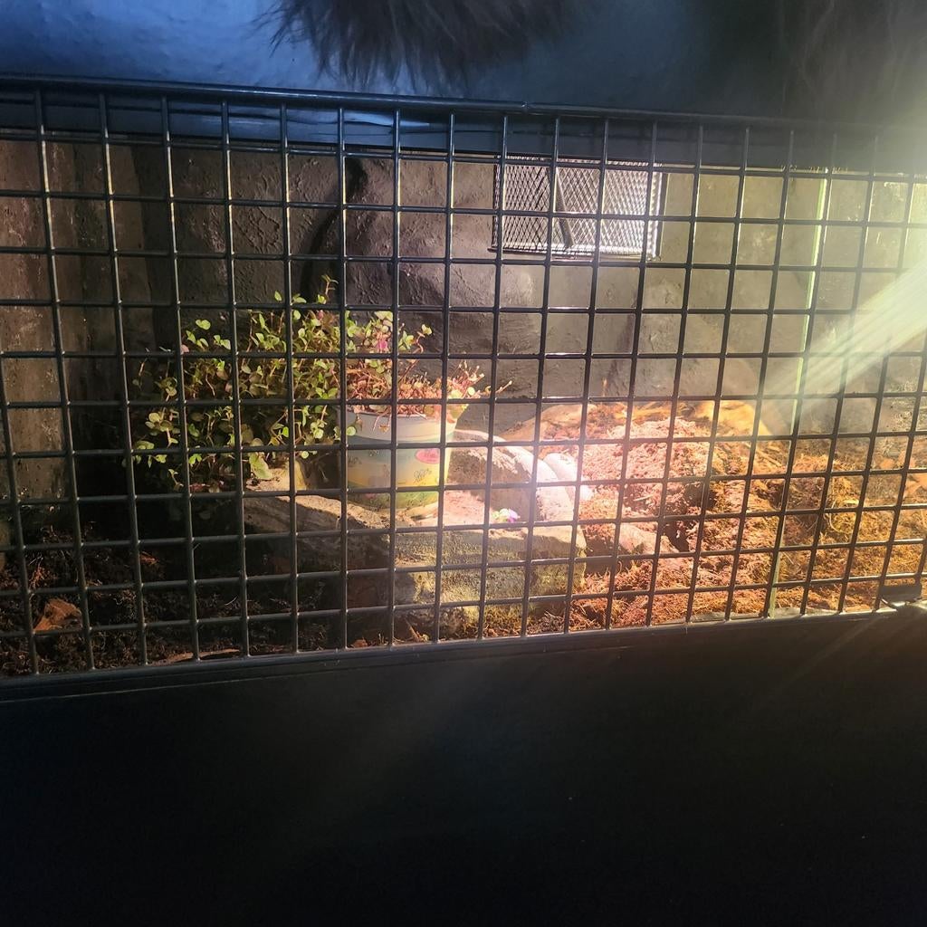 Compleet terrarium (zonder schildpad) 180 bij 50 bij 50., Dieren en Toebehoren, Reptielen en Amfibieën, Schildpad
