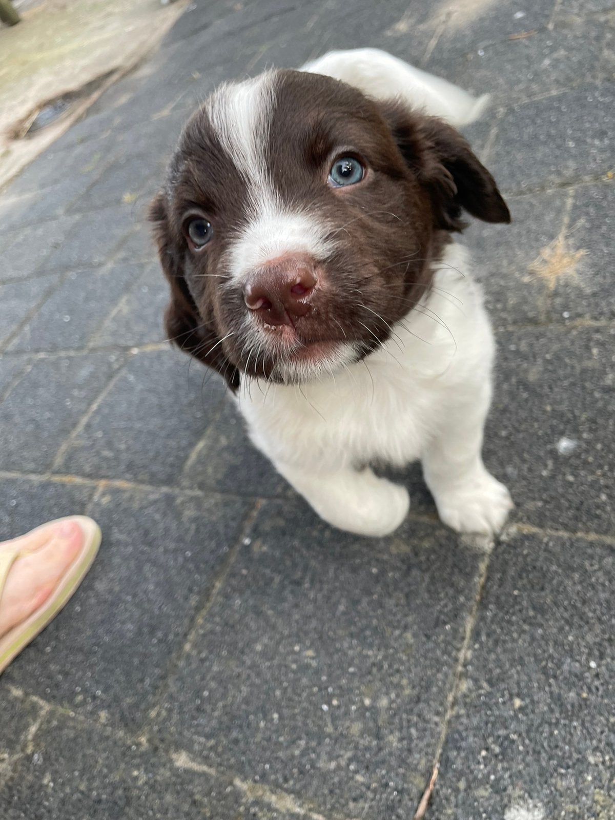 Friese stabij pups, 8 tot 15 weken, Meerdere, Meerdere dieren, Middel