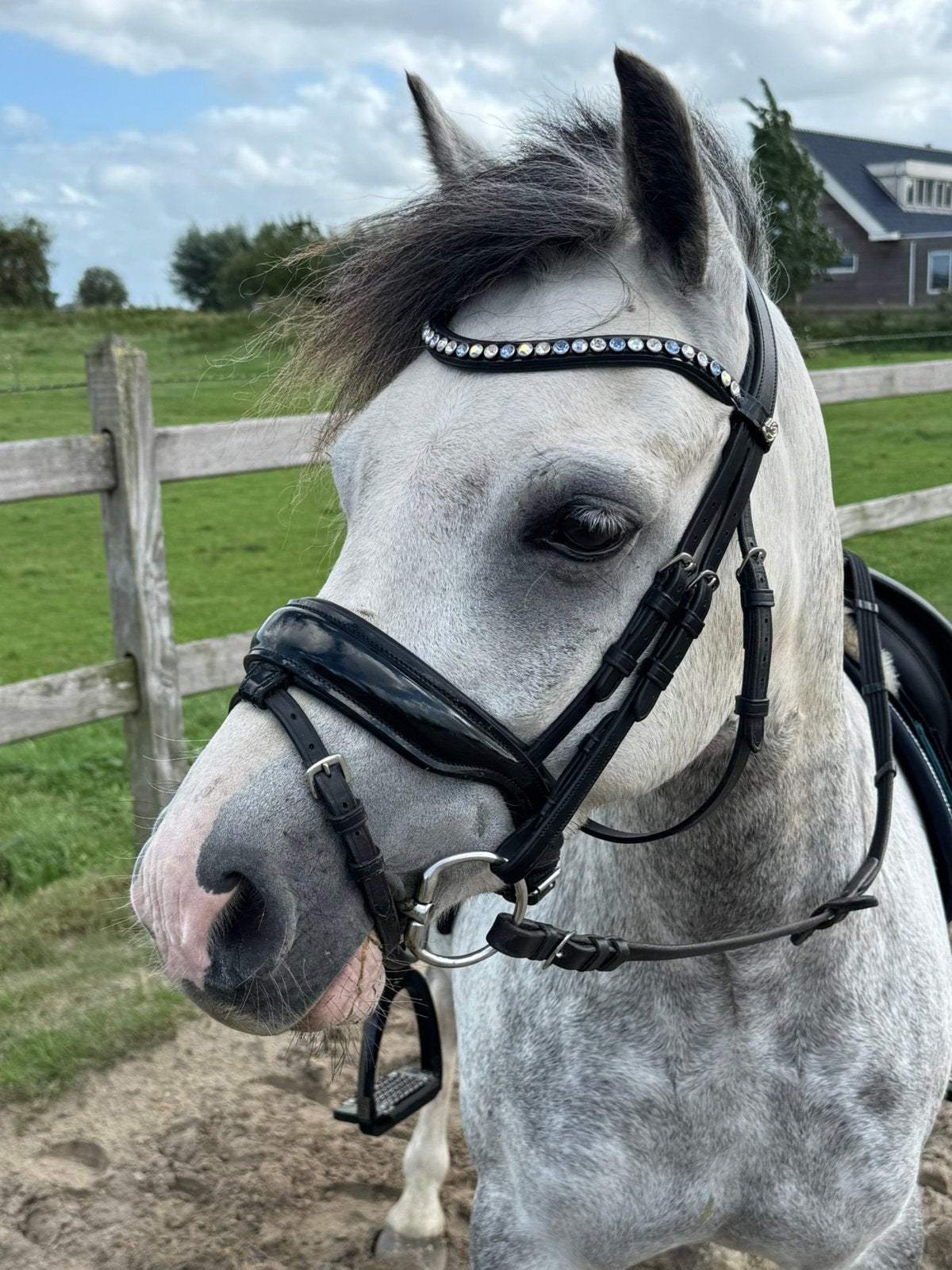 Prachtige Welsh pony met een fijne instelling!, Ruin, 7 tot 10 jaar, B pony (1.17m tot 1.27m), Met stamboom