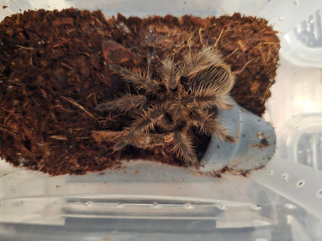T. Albopilosum, vogelspin, Spin of Schorpioen