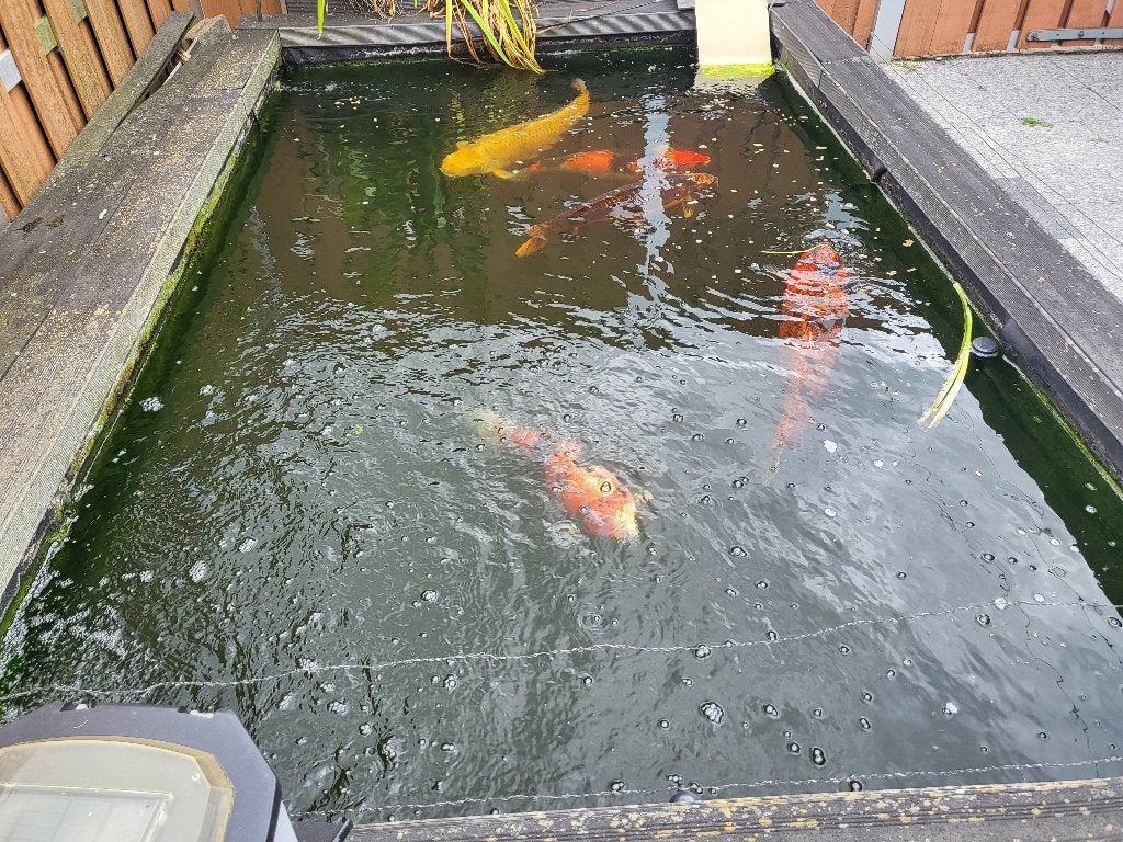 koi vissen, Karper of Koi