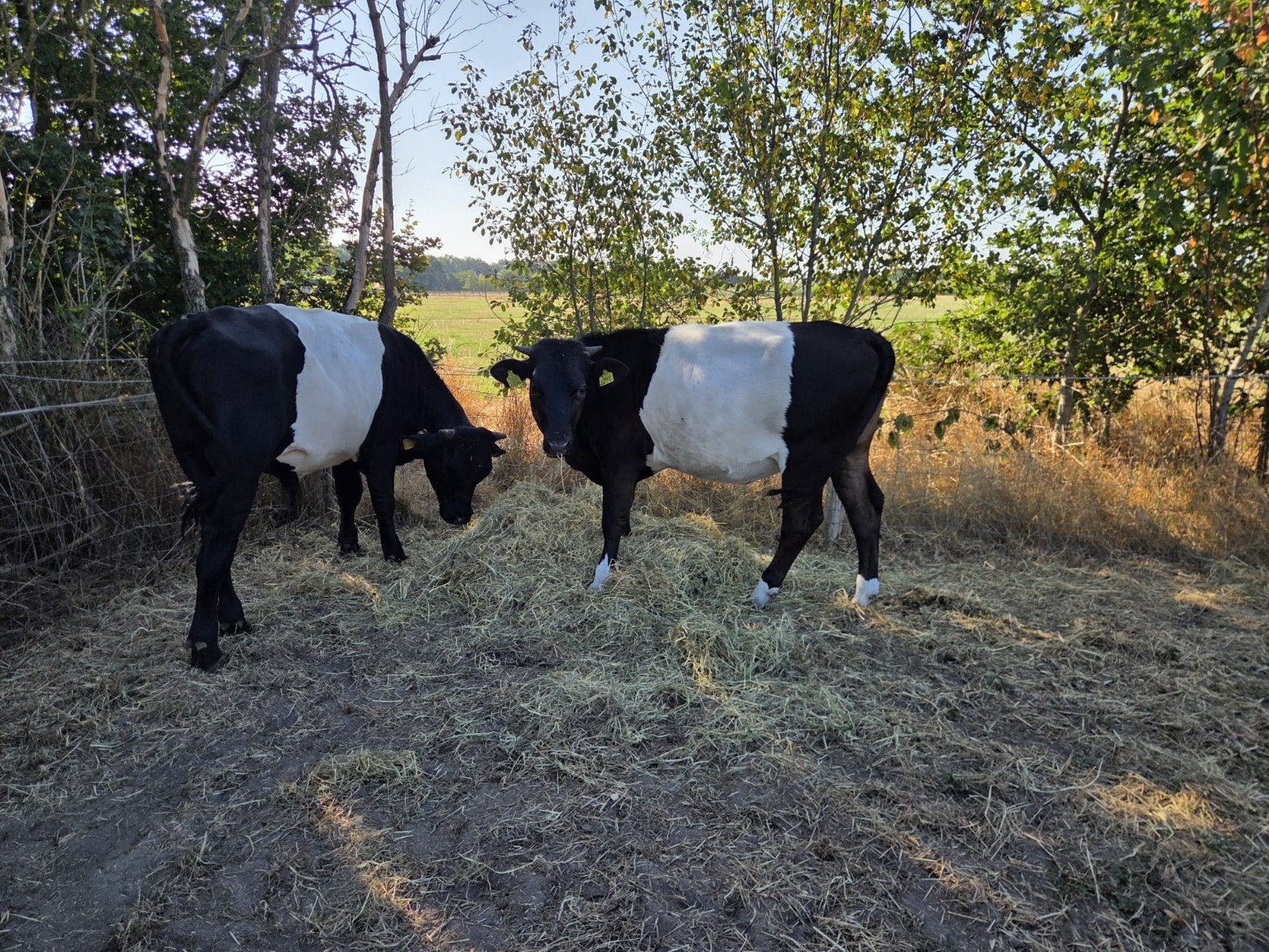 Lakenvelder vaars en stier te koop, Dieren en Toebehoren, Runderen, Meerdere dieren, 0 tot 2 jaar