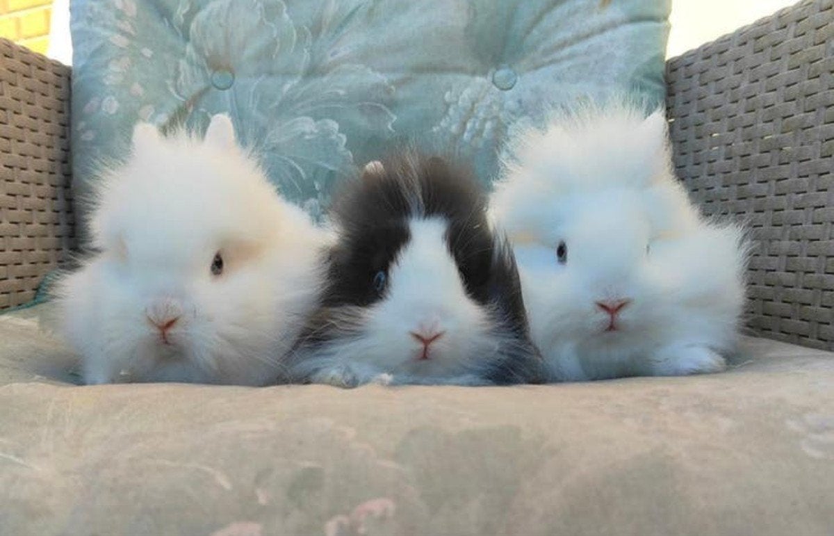 Jonge Dwerg Baard konijntjes blauwoog, Dieren en Toebehoren, Meerdere dieren, Dwerg
