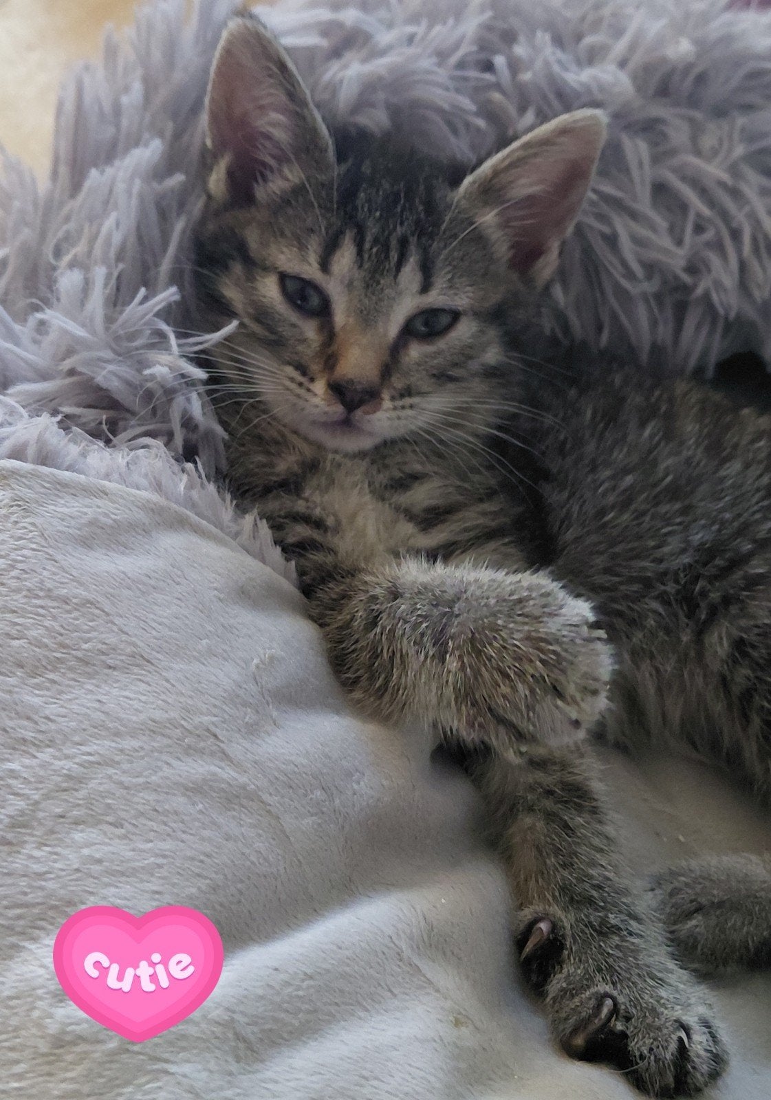 Kittens, Dieren en Toebehoren, Meerdere dieren, Ontwormd, 0 tot 2 jaar