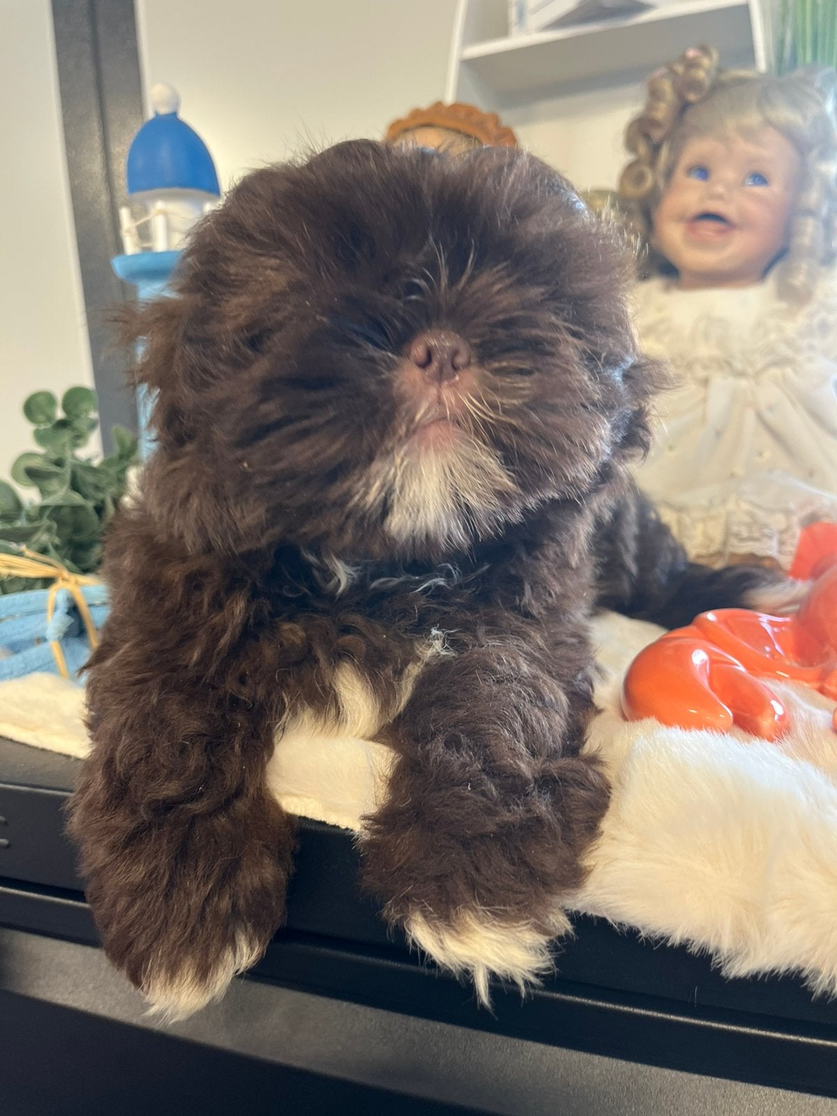 Mooie speelse boomer pups choco, Nederland, Parvo, Overige rassen, 8 tot 15 weken