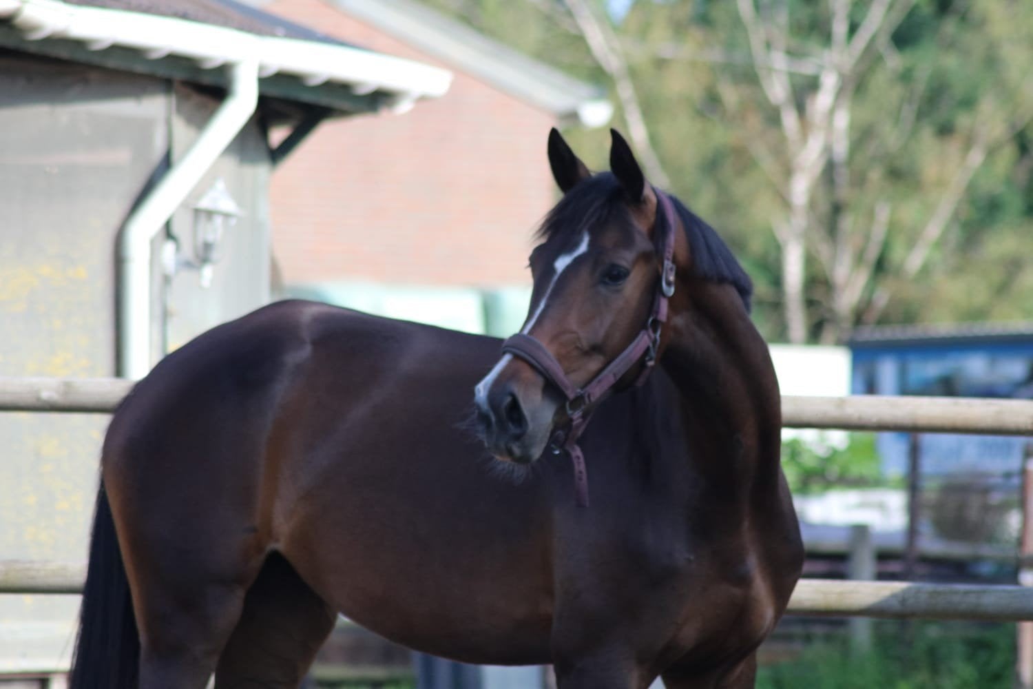 Lieve 4 jarige merrie te koop, Dieren en Toebehoren, Paarden, Merrie, Zadelmak, 170 tot 175 cm, 3 tot 6 jaar, Dressuurpaard