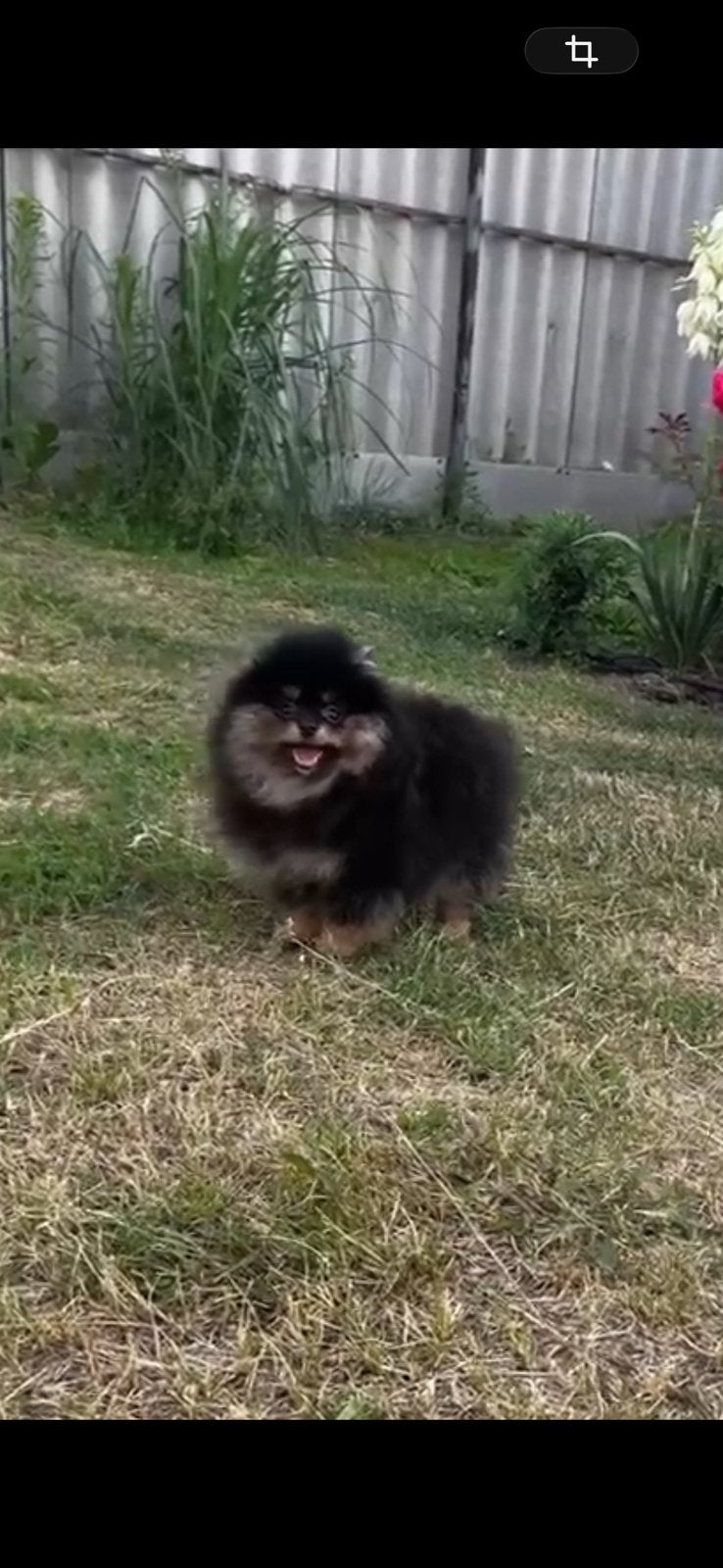 Pomeriaan pup, Keeshond, 15 weken tot 1 jaar, Reu, Parvo