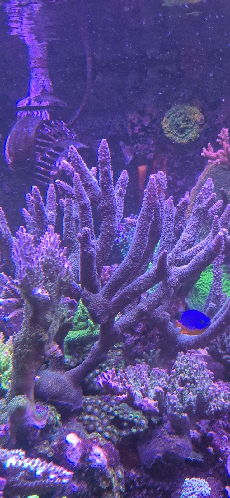 zeer grote acropora staghorn, Dieren en Toebehoren, Overige typen, Zoutwatervis
