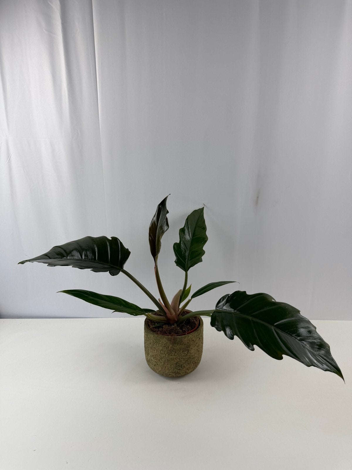 Philodendron Choco Empress - Pot 12, Ophalen of Verzenden