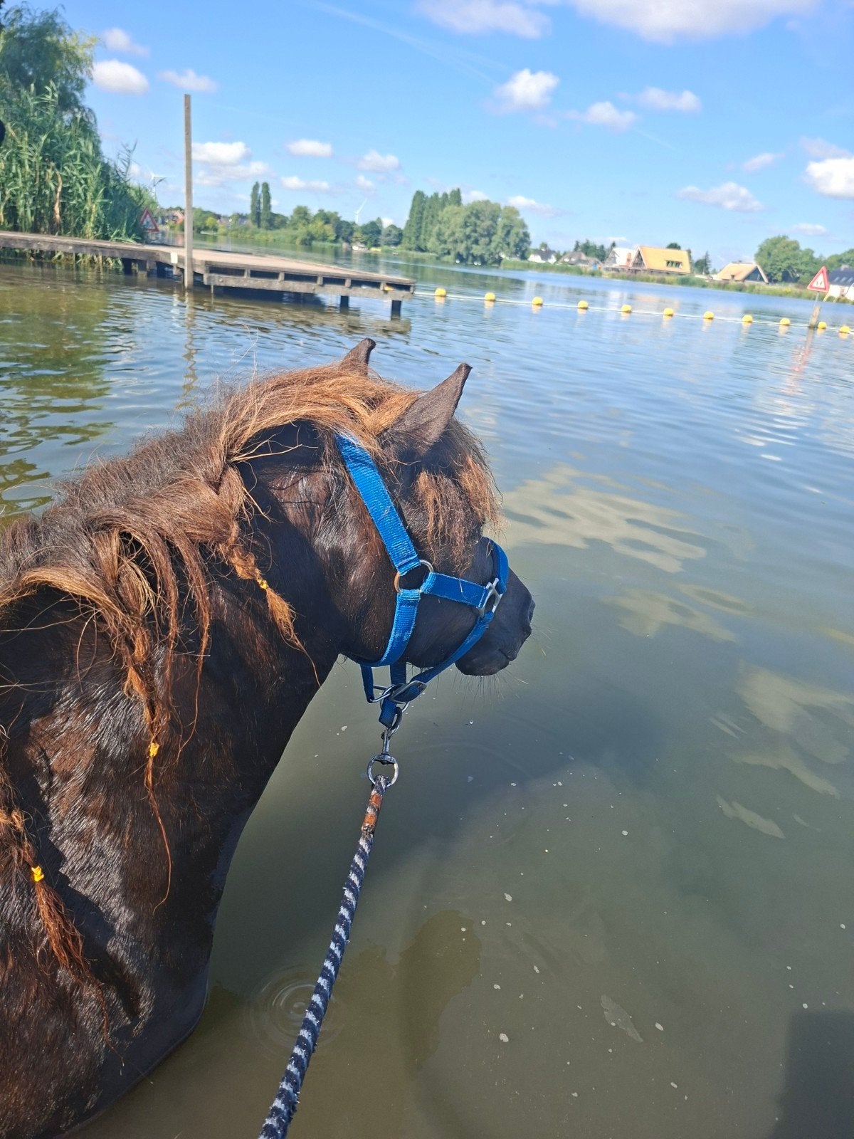 Verzorger gezocht, Dieren en Toebehoren, Ophalen, Nieuw