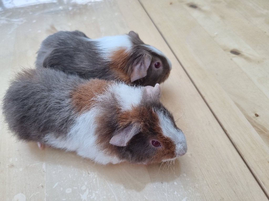 cavia lilac,goud, wit, Dieren en Toebehoren, Knaagdieren, Cavia, Augustus, Meerdere dieren, Tam