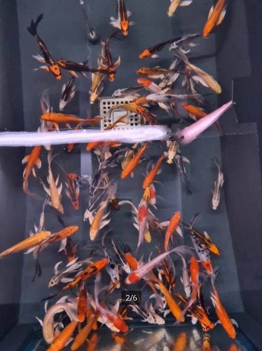 Import HQ Butterfly koi / Vlinderkoi 14 / 17 cm Koidreams