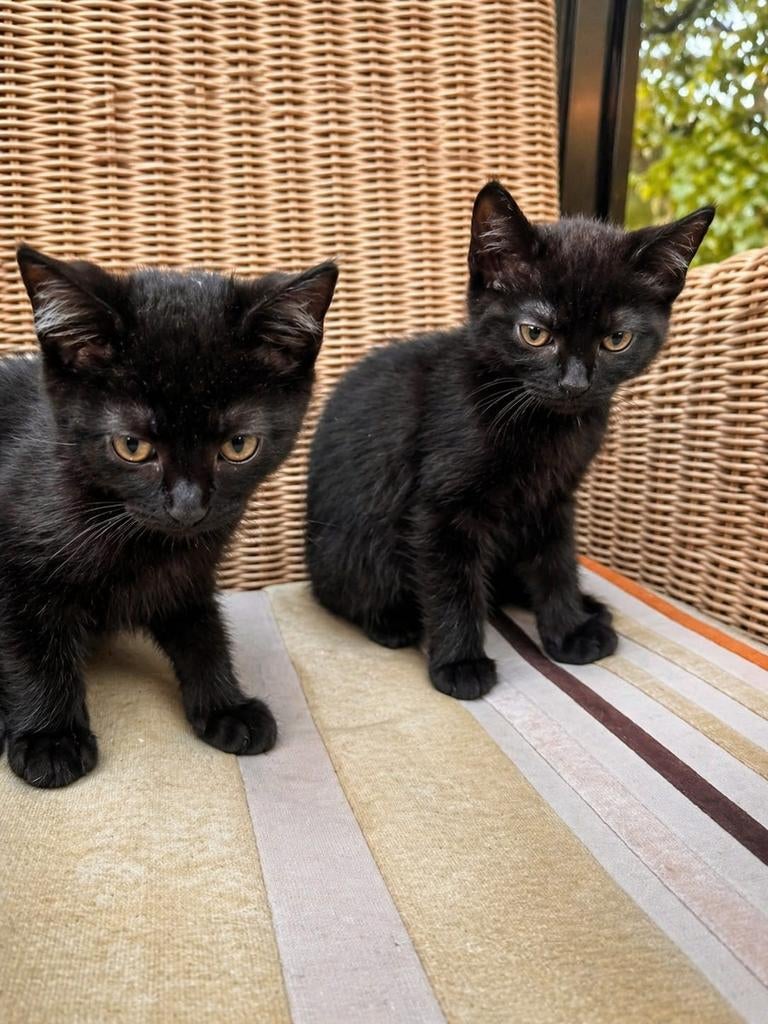 Twee zwarte kittens & 1 witte kat te koop. 1 gereserveerd