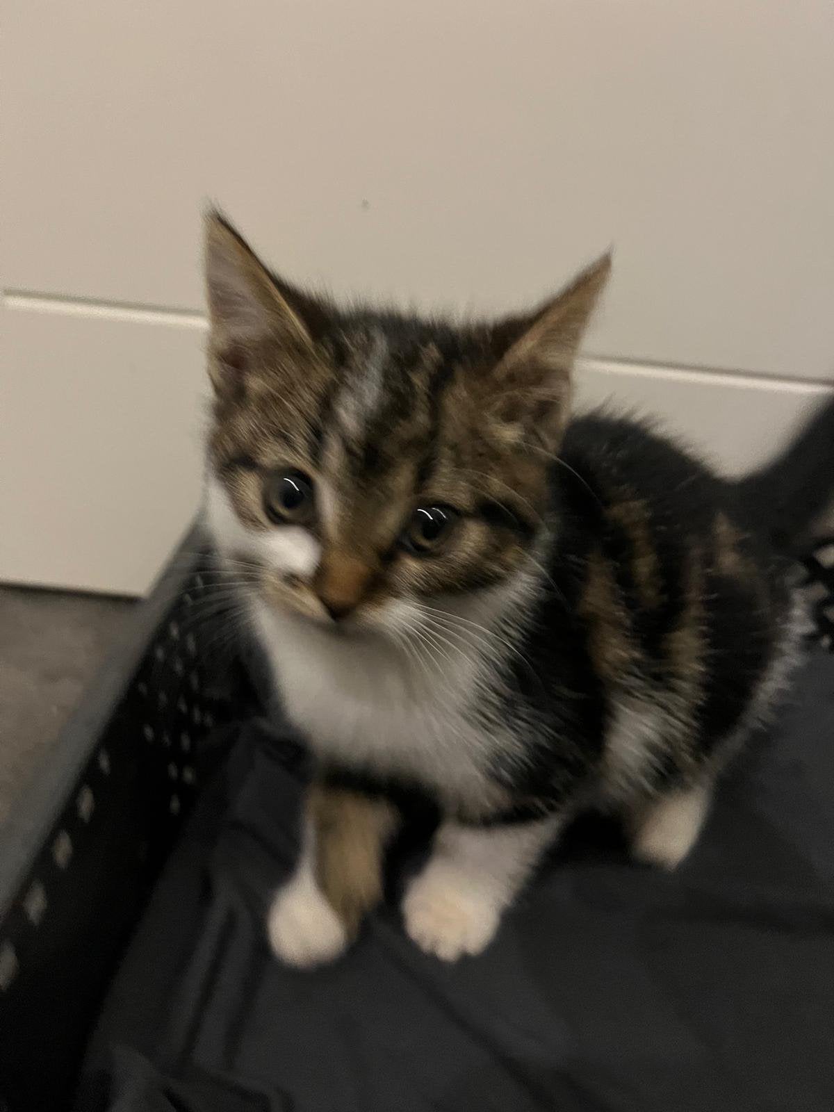Te koop boerderij kittens, Dieren en Toebehoren, Poes, Kortharig, 0 tot 2 jaar