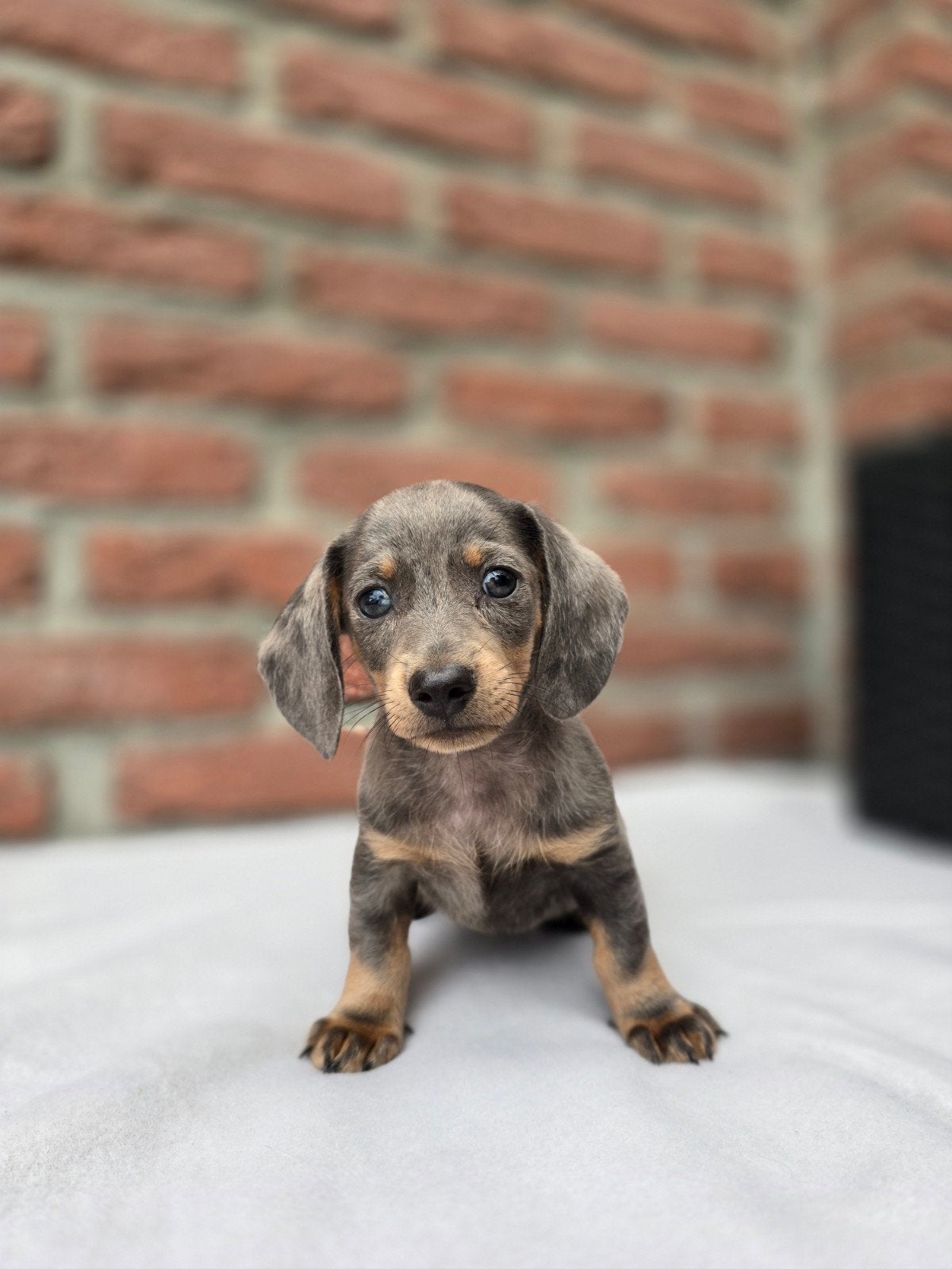 Prachtige dwergteckel pups, Parvo, 8 tot 15 weken, Dwerg, Meerdere