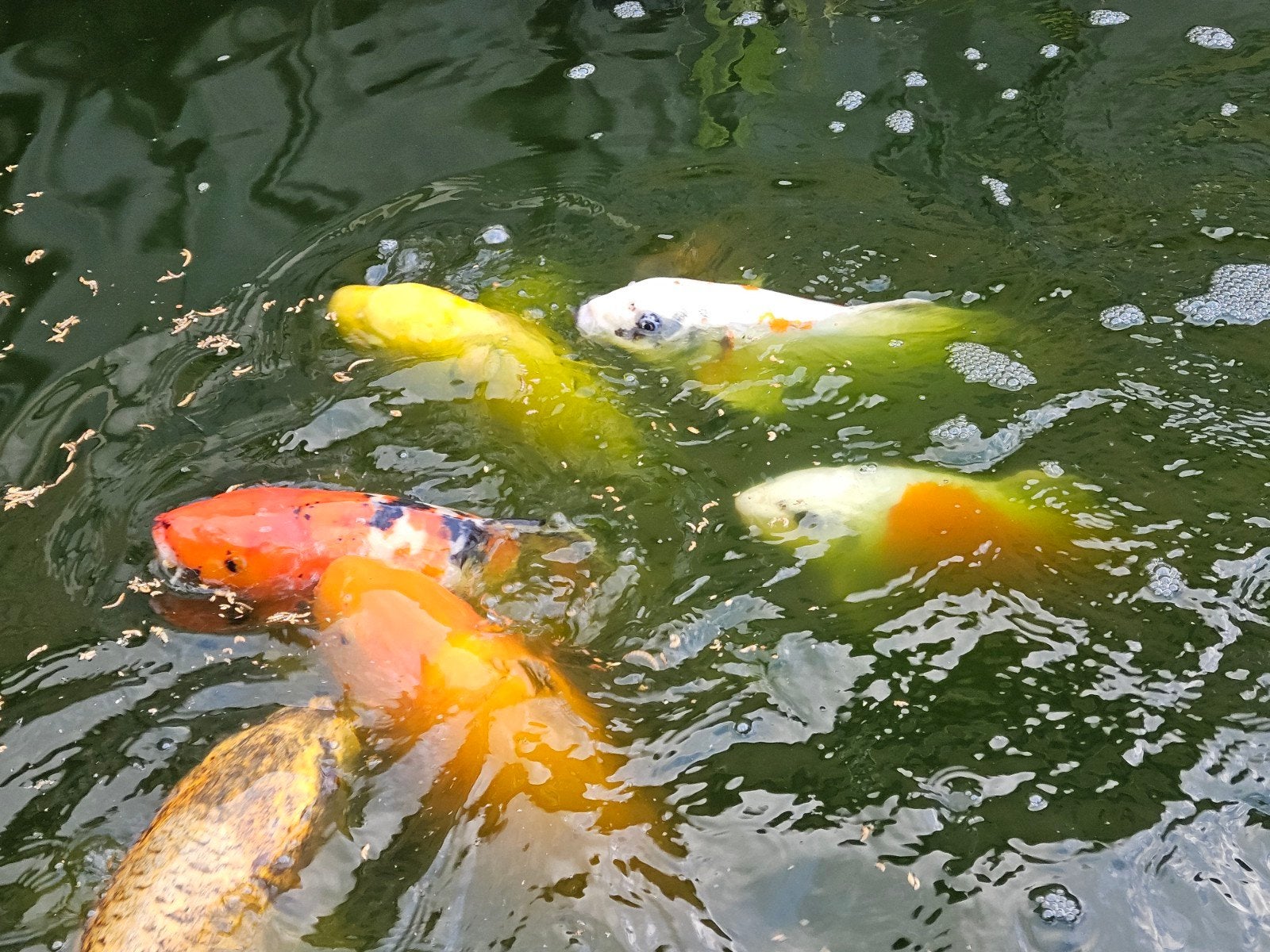 koi te koop ivm beeindigen hobby, Karper of Koi