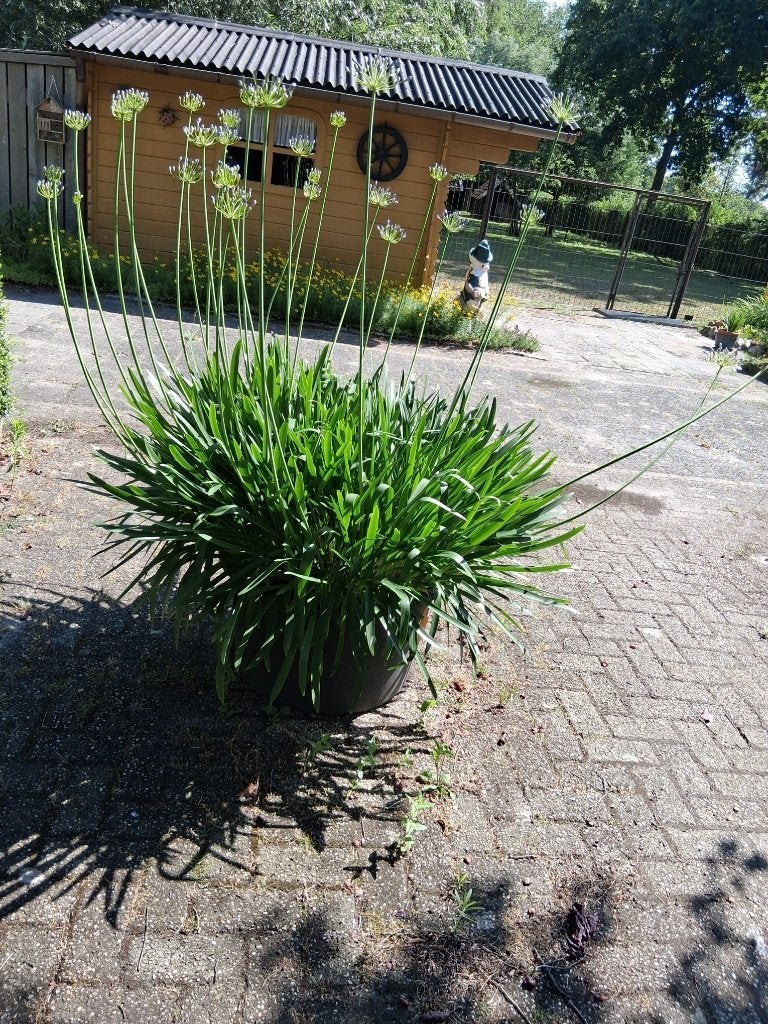 Agapanthus, Volle zon, Vaste plant, Zomer, Ophalen