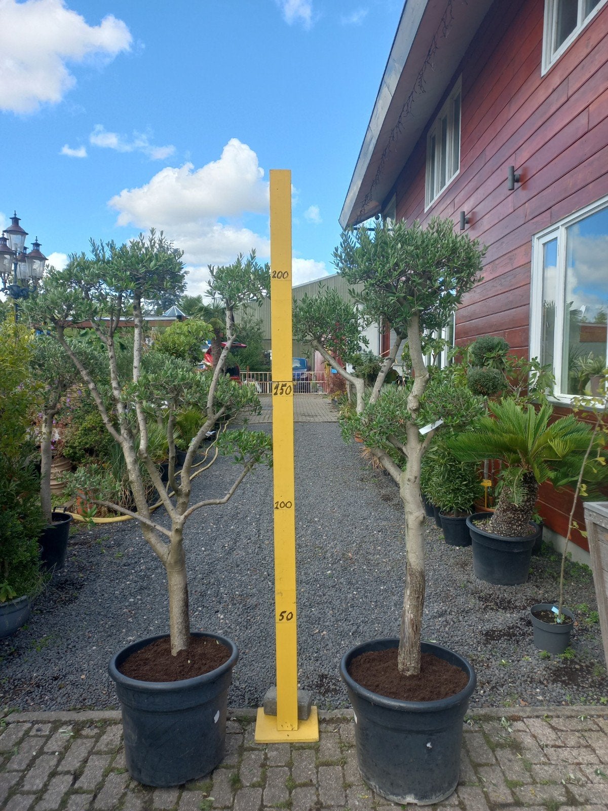 Olijfboom vertakt  (Olea europaea) - Diverse maten beschikba, Tuin en Terras, Volle zon, Vaste plant, Bloeit niet, Ophalen