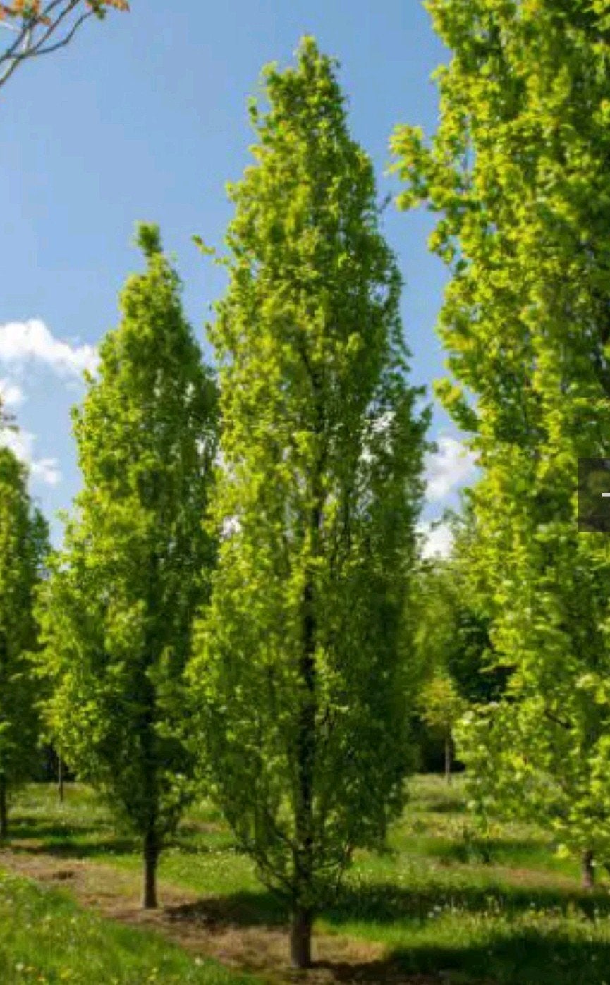 Zuilbeuk 'Dawyck Gold' - Fagus sylvatica | 3 tot 7 meter hoo, Tuin en Terras, Bloeit niet, Overige soorten, 400 cm of meer, Ophalen