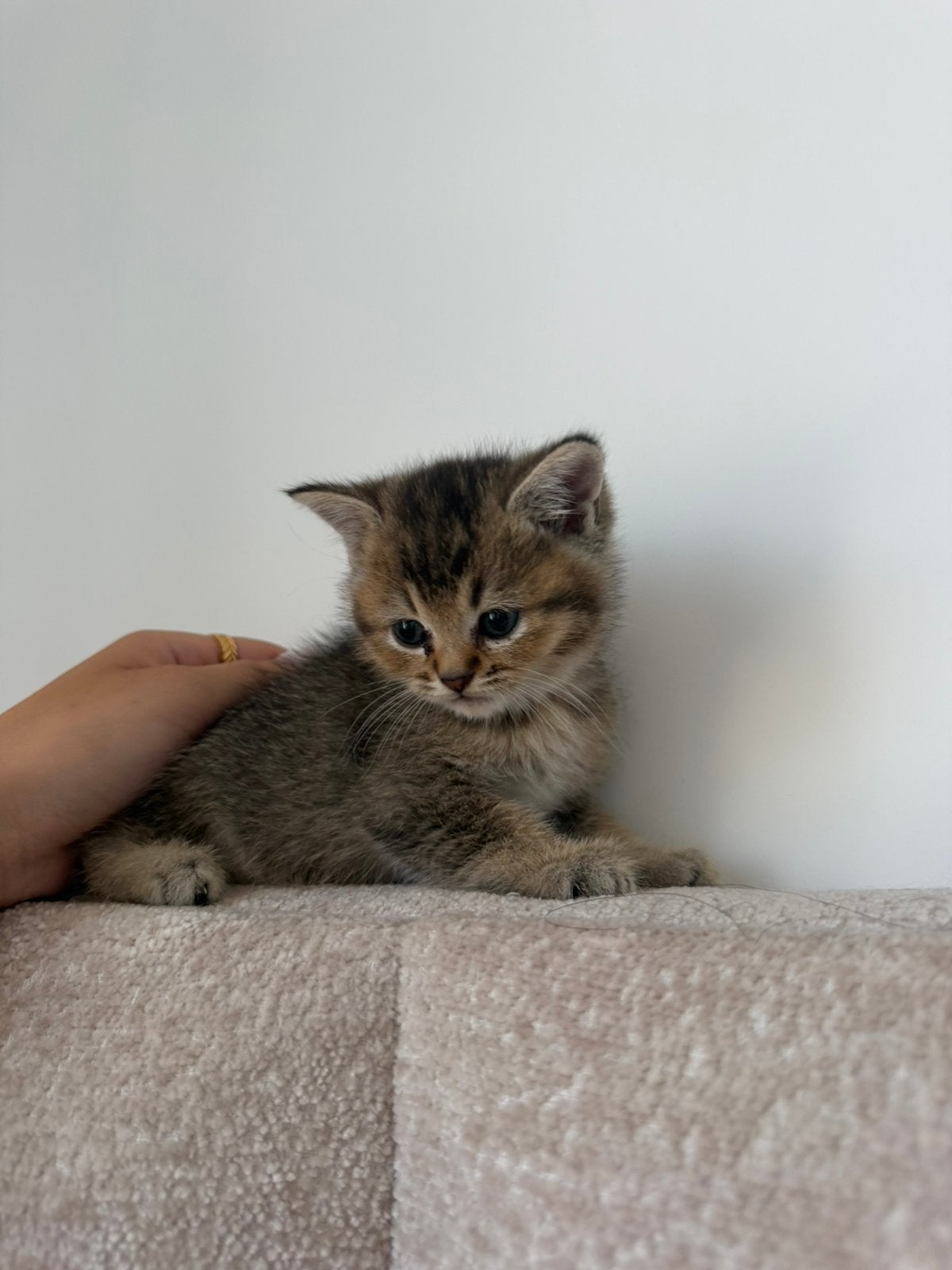 Britse Korthaar kitten te koop LAATSTE, Poes, Ontwormd, 0 tot 2 jaar