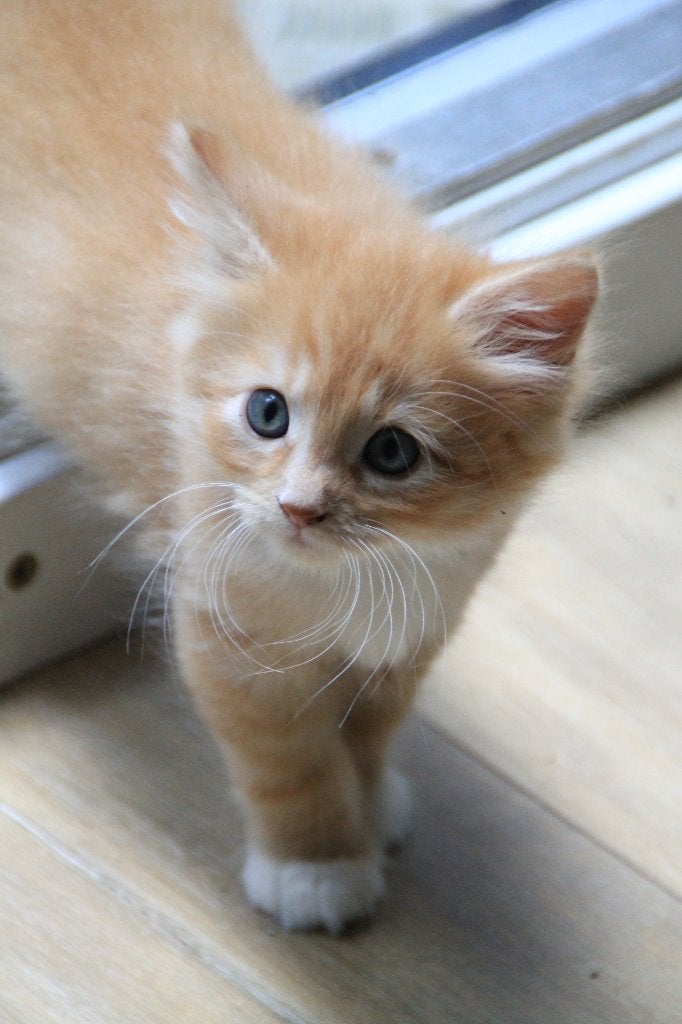 3 kruising Noorse Boskat/ Eur Korthaar kittens, Meerdere dieren, Ontwormd, 0 tot 2 jaar