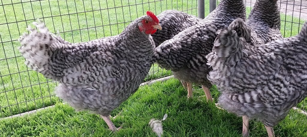 Jonge hanen Hollandse blauwe groot soort dus geen kriel, Dieren en Toebehoren, Pluimvee, Mannelijk, Kip