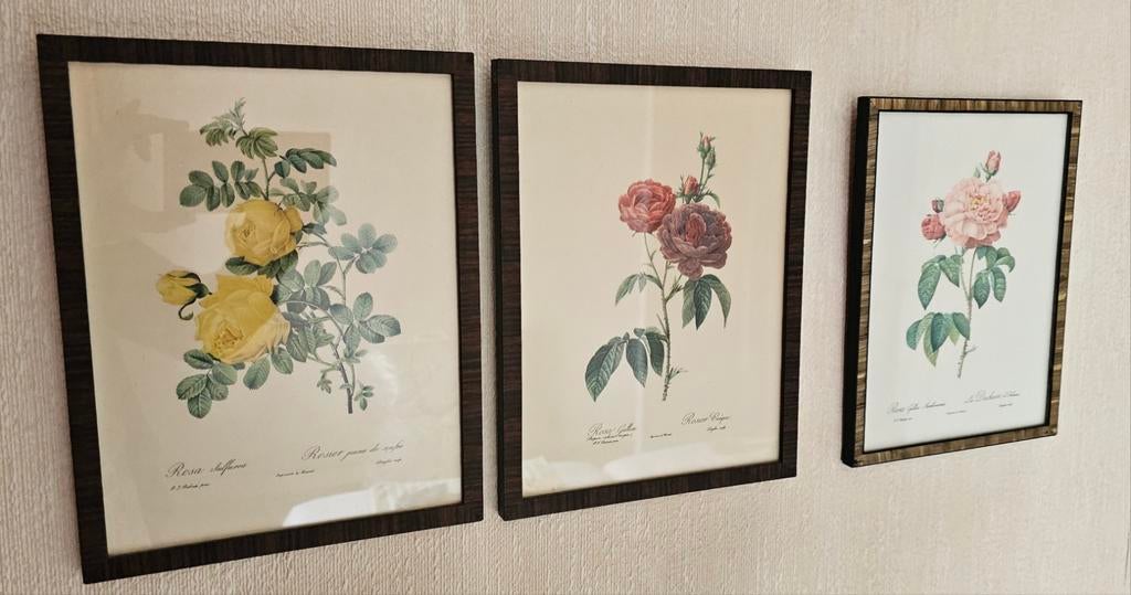 Set van 3 vintage botanische rozen schilderijen, Antiek en Kunst, Ophalen of Verzenden